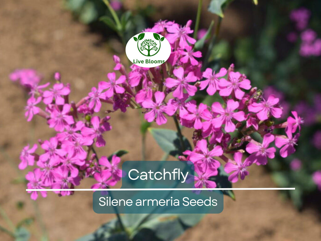 2000 Catchfly Seeds, None-So-Pretty Purple Flowers, Rock Gardens, Pollinators, Butterflies, Silene, Non-GMO, Hardy Perennials