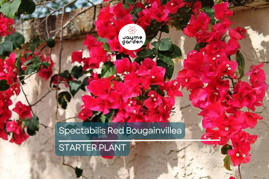 Spectabilis Red Bougainvillea Starter Plant | Rare & HTF | Well-Rooted Plant Plug | Vibrant Red Blooms | Indoor and Outdoor | Tropical