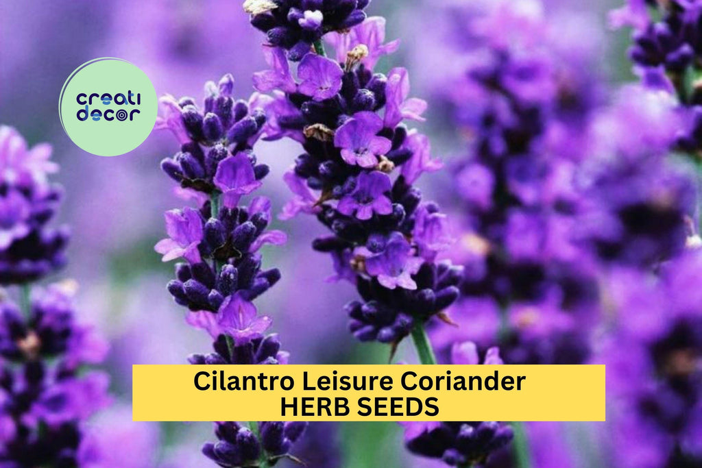 3pcs of 1g Cilantro Leisure Coriander Seeds – Fast-Growing Herb for Cooking, Salsa Gardens, and Kitchen Herb Planters Seeds for Planting