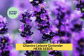 3pcs of 1g Cilantro Leisure Coriander Seeds – Fast-Growing Herb for Cooking, Salsa Gardens, and Kitchen Herb Planters Seeds for Planting