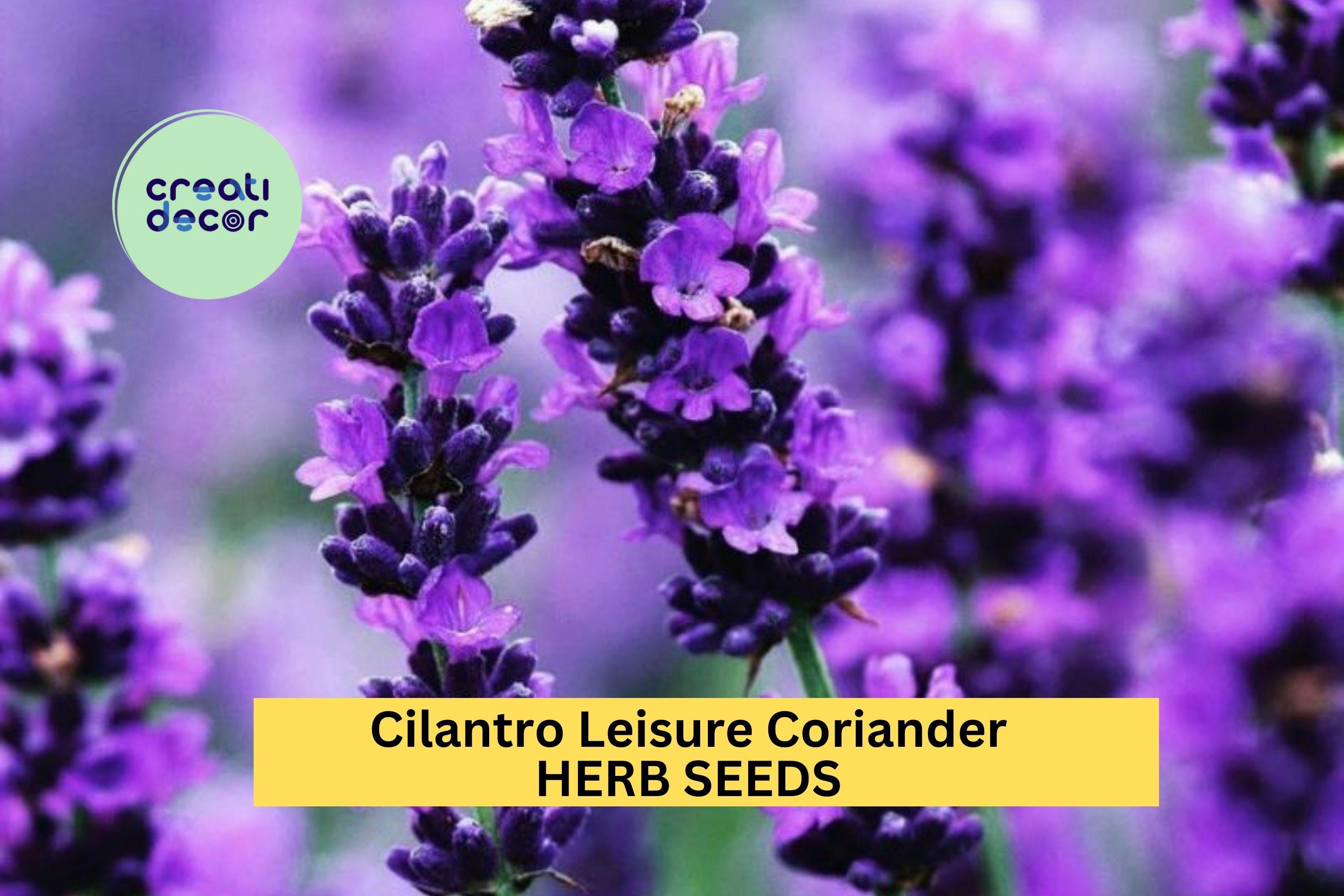 3pcs of 1g Cilantro Leisure Coriander Seeds – Fast-Growing Herb for Cooking, Salsa Gardens, and Kitchen Herb Planters Seeds for Planting