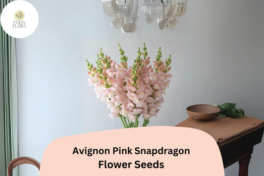 Avignon Pink Snapdragon Seeds (Antirrhinum majus) | 1000+ Seeds | Elegant Pink Blooms for Gardens & Borders