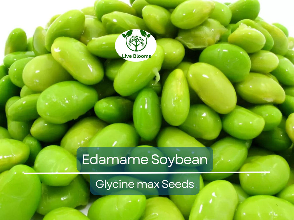 10 Edamame Soybean Seeds for Planting "Be Sweet" Japanese Vegetable, Glycine max, Asian Soybeans, Non-GMO, High-Quality Edamame Seeds