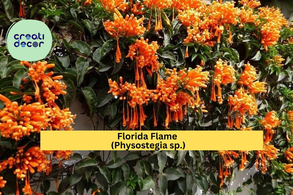 Florida Flame Physostegia Vine – Live Rooted Starter Plant, Hummingbird Garden Favorite, Bright Summer Blooms