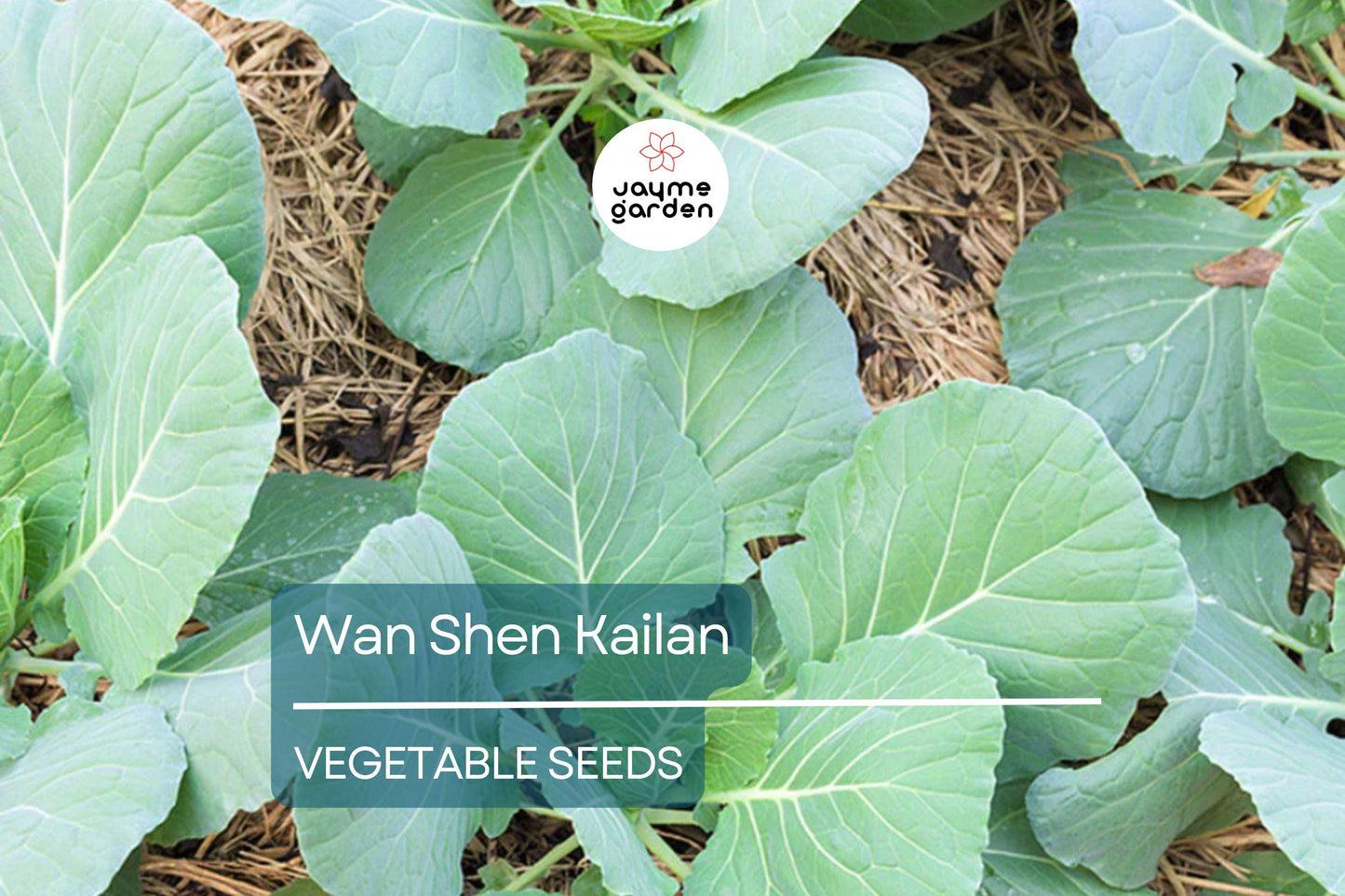 500mg Wan Shen Kailan Seeds - Heirloom Chinese Broccoli - Tender Asian Green for Stir-Fries, Soups, & Salads - Non-GMO Seeds