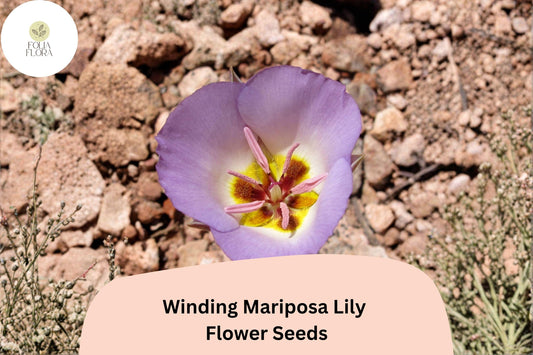 30 Calochortus flexuosus Seeds | Winding Mariposa Lily | Native Pink Wildflower for Rock & Desert Gardens