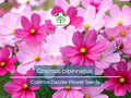 1 Gram Seeds Cosmos Dazzler for Planting | Cosmos bipinnatus Vibrant Pink Blooms for Gardens, Pollinator Habitats & Decorative Landscaping