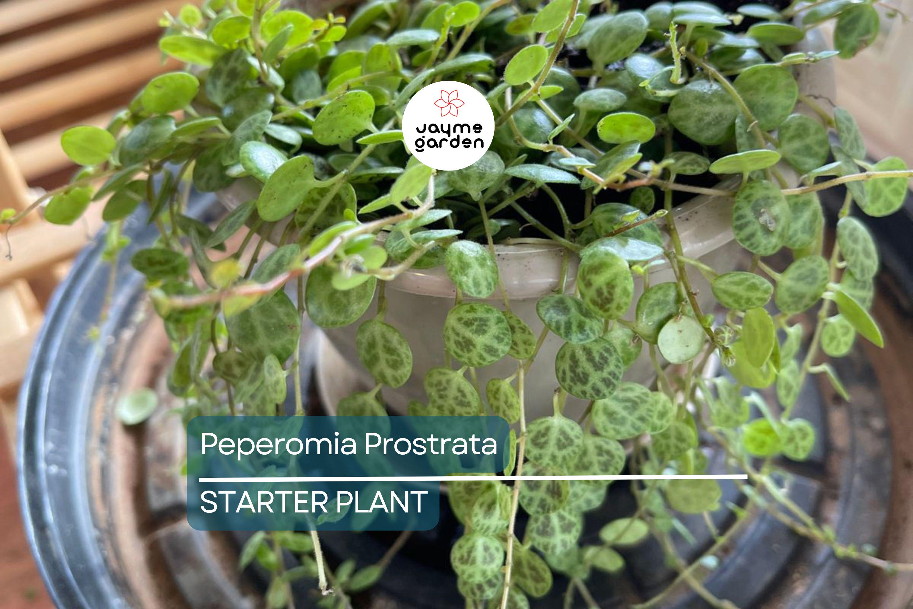 Peperomia Prostrata String of Turtles Starter Plant Prop Cup | Easy Care Live Plant | Terrarium or Houseplant | Gift for Plant Lovers