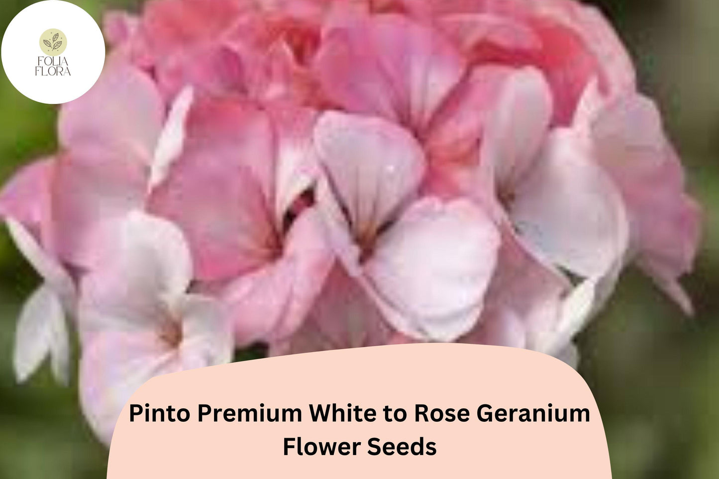 25+ Pinto Premium White to Rose Geranium Seeds | Hardy Perennial | Bicolor Blooms for Garden Beds & Containers