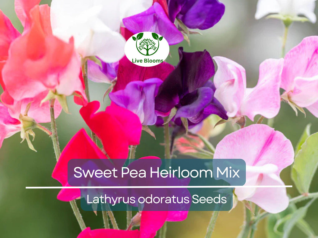 20 Seeds Sweet Pea Heirloom Flower Mix, Lathyrus Fragrant Climbing Vine, Non-GMO, Aromatic Garden Flowers, Easy to Grow