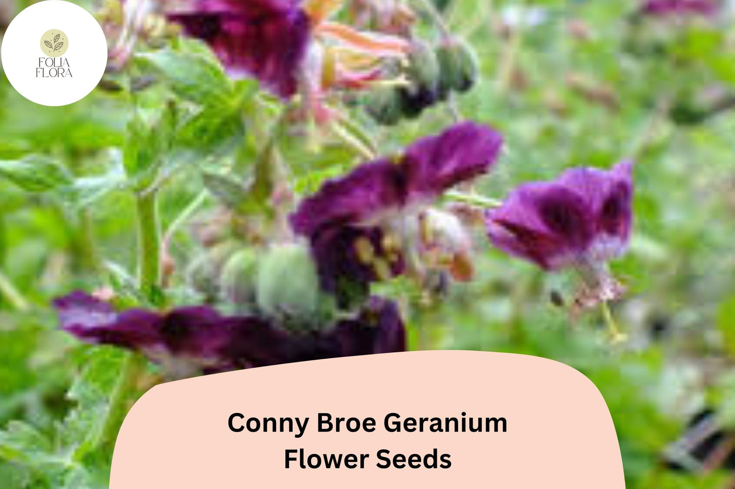 25+ Conny Broe Geranium Seeds | Purple Hardy Cranesbill | Perennial Garden Flower & Ground Cover Plant