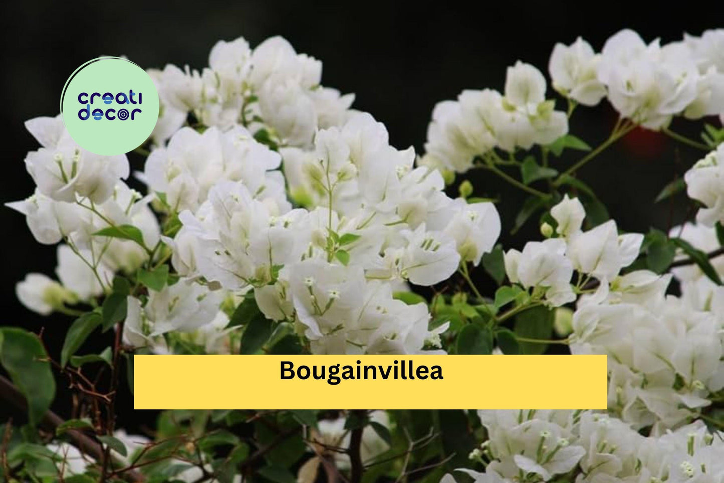 Well Rooted Key West White Bougainvillea Starter Plug Plant | Live Flowering Vine Cutting Ships Bare Root for Garden & Landscape