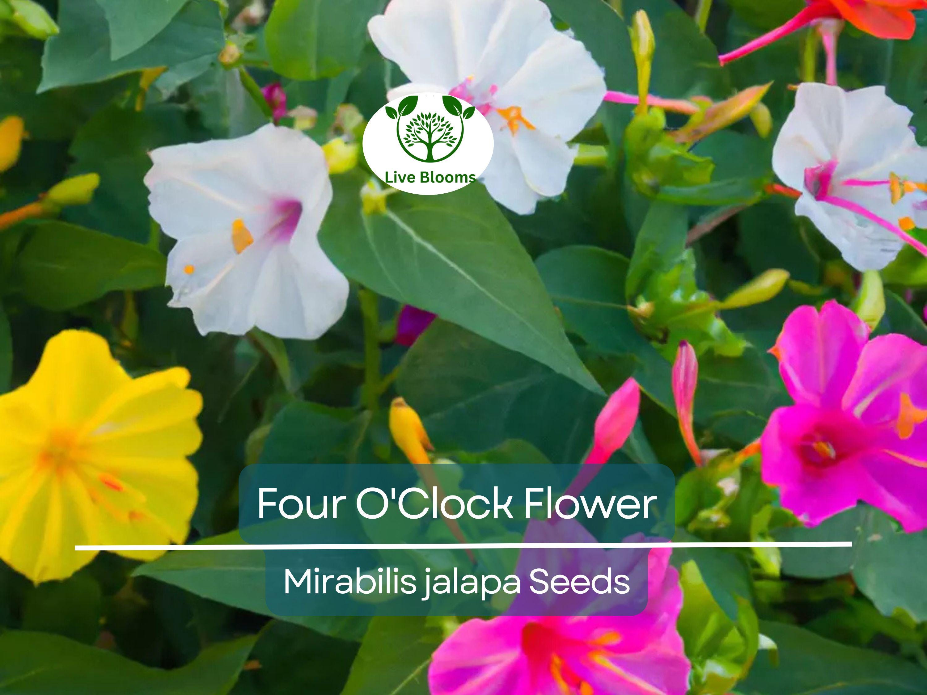 50 Four O'Clock Flower Mix Seeds 'Marvel of Peru' | Perennial Mirabilis jalapa, Colorful Blooms, Easy to Grow, Garden Flowers