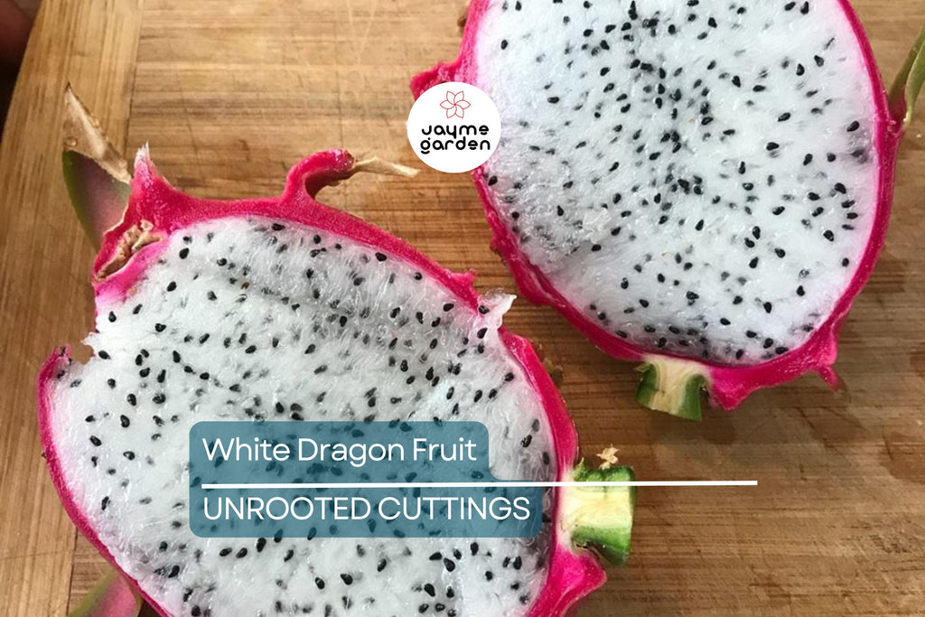 White Dragon Fruit Pepino Dulce 2 Cuttings 9-14" Sweet White, Spiral Segments, Healthy, Fresh Fruit for Smoothies & Snacks