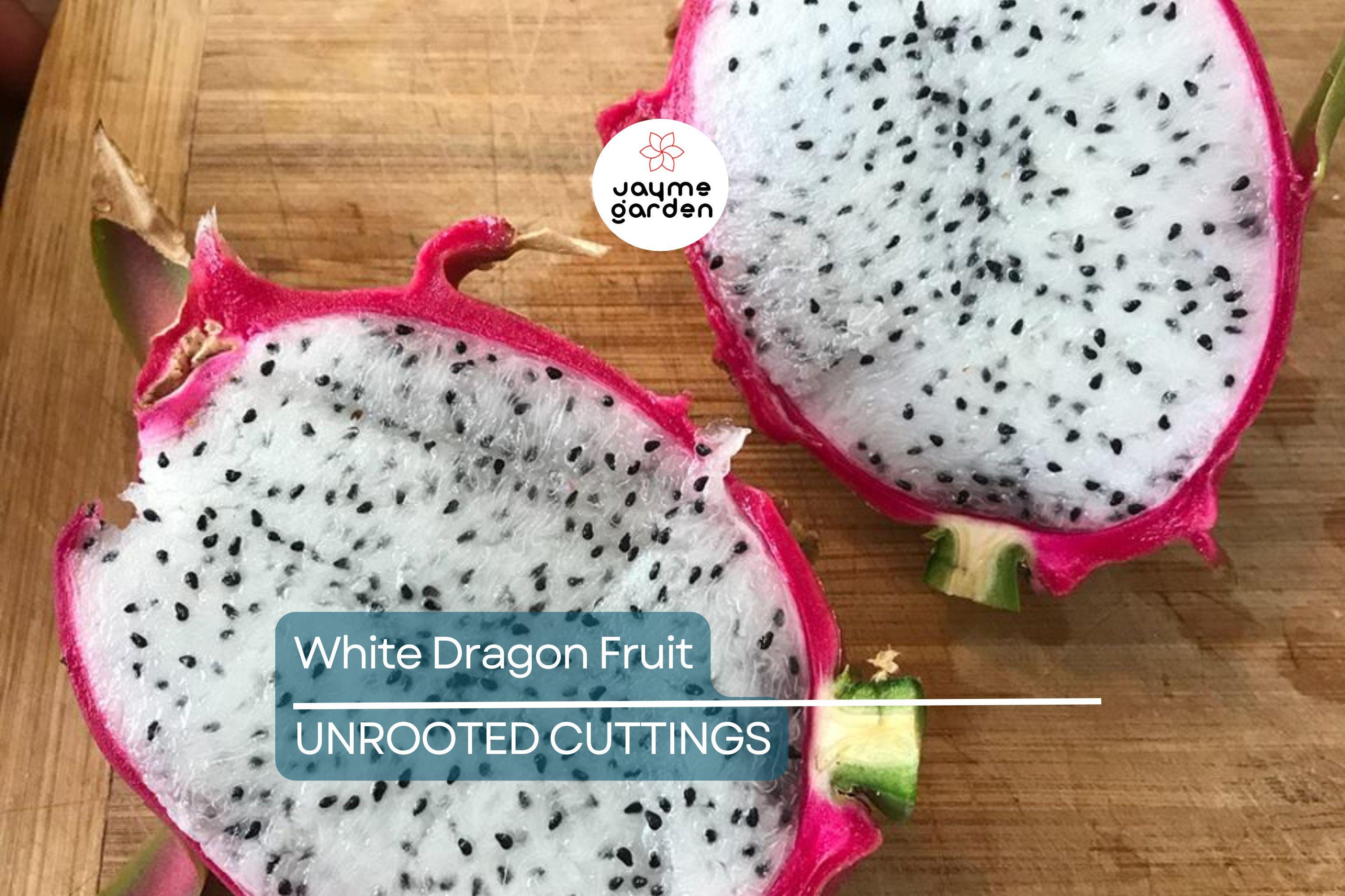 White Dragon Fruit Pepino Dulce 2 Cuttings 9-14" Sweet White, Spiral Segments, Healthy, Fresh Fruit for Smoothies & Snacks