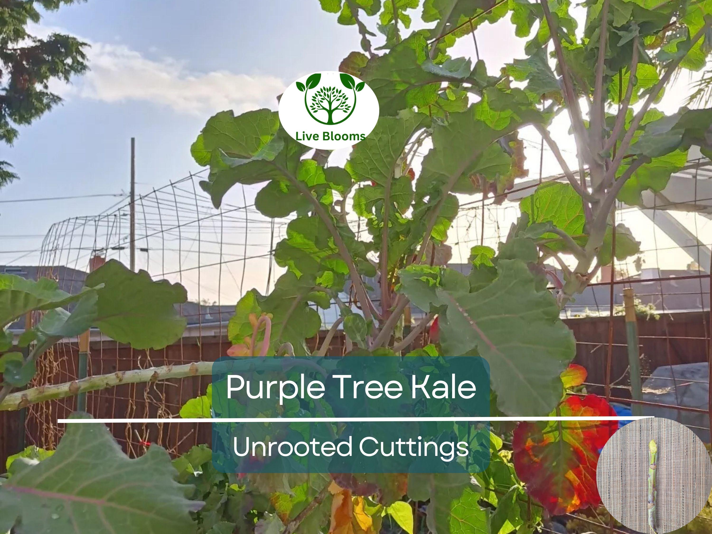 2 Unrooted Perennial Purple Tree Kale Cuttings (5-7") - Brassica oleracea, Purple Tree Collard, Edible Perennial, Rare Garden Cutting