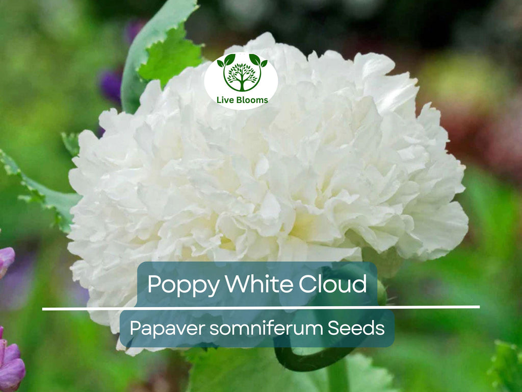 300 Seeds Poppy White Cloud, Peony Double Blooms, Breadseed Poppy, Huge White Blooms, Non-GMO, Papaver somniferum
