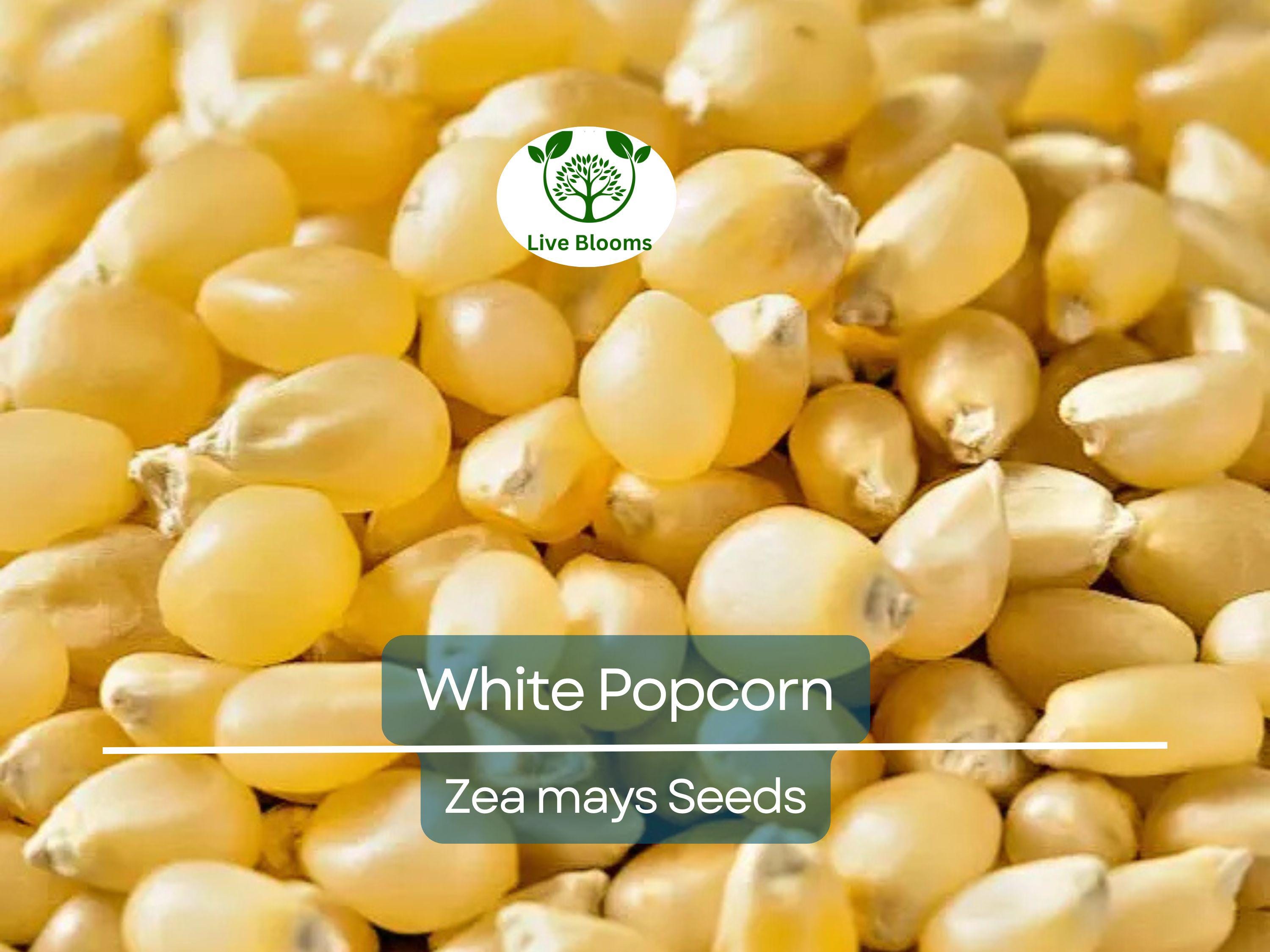 50 White Popcorn Seeds, Non-GMO Japanese Hulless Corn (Zea mays), Home Garden, Healthy Popcorn, Premium Organic, Easy to Grow