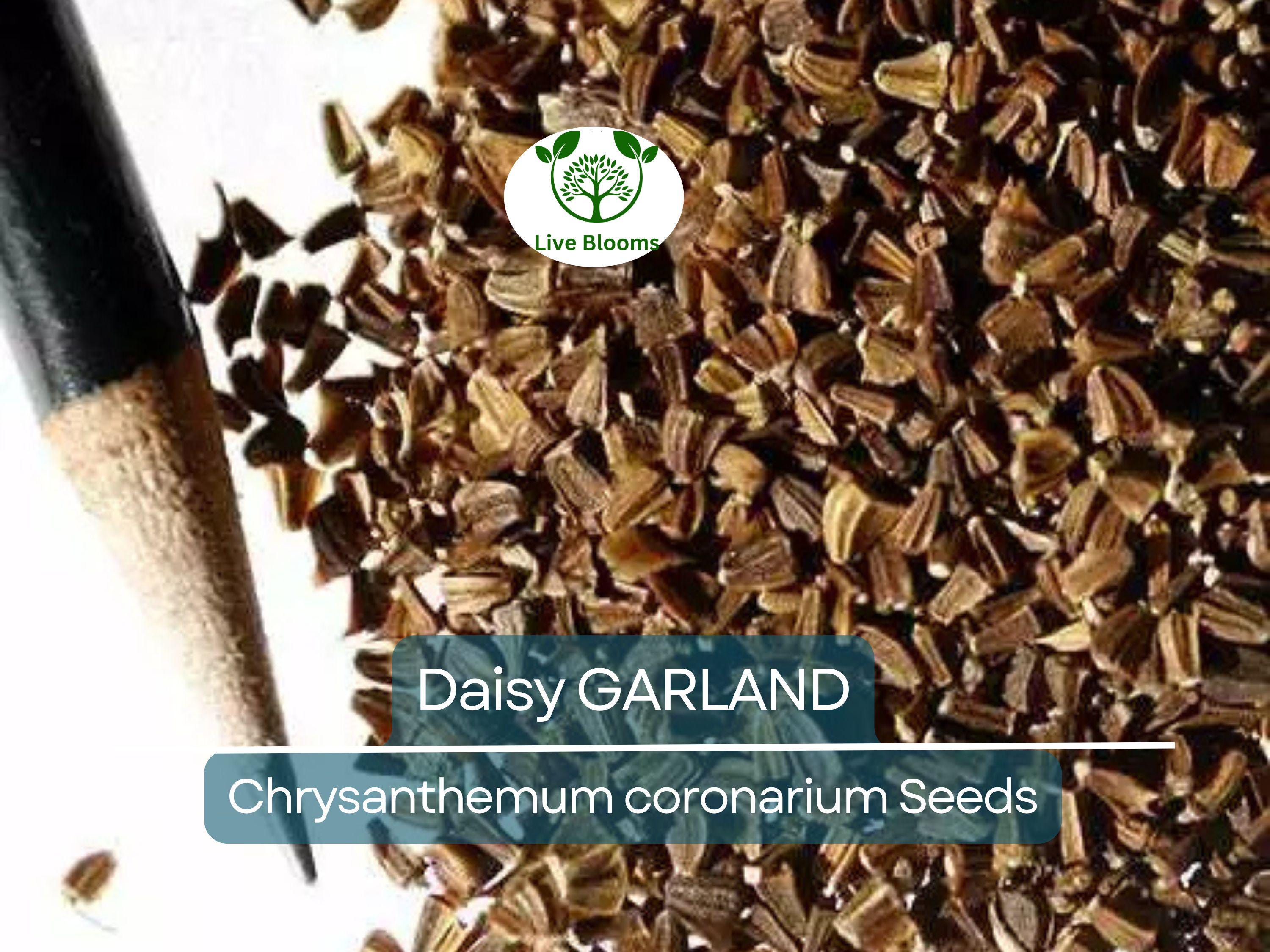 1000 Garland Daisy Seeds – Edible Chrysanthemum Leaves | Glebionis coronaria | Non-GMO Herb Flower | Shungiku | Asian Greens
