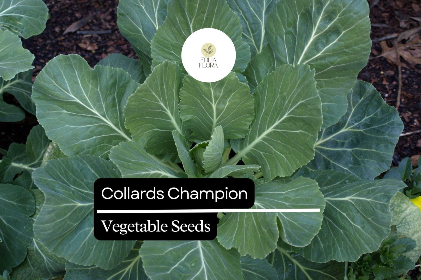 1g Collards Champion Seeds Brassica oleracea | Nutritious, Hardy, Heirloom Greens for Gardens & Containers