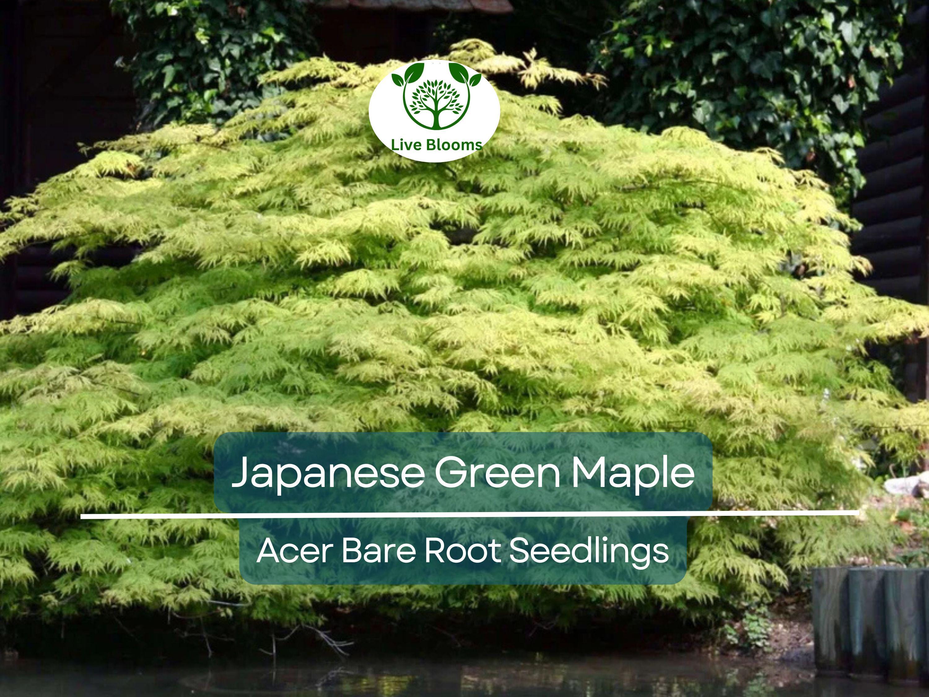 5 Japanese Green Maple Seedlings – Bare Root Starter Plants – Momiji Small Leaf Variety – Great for Bonsai or Landscape