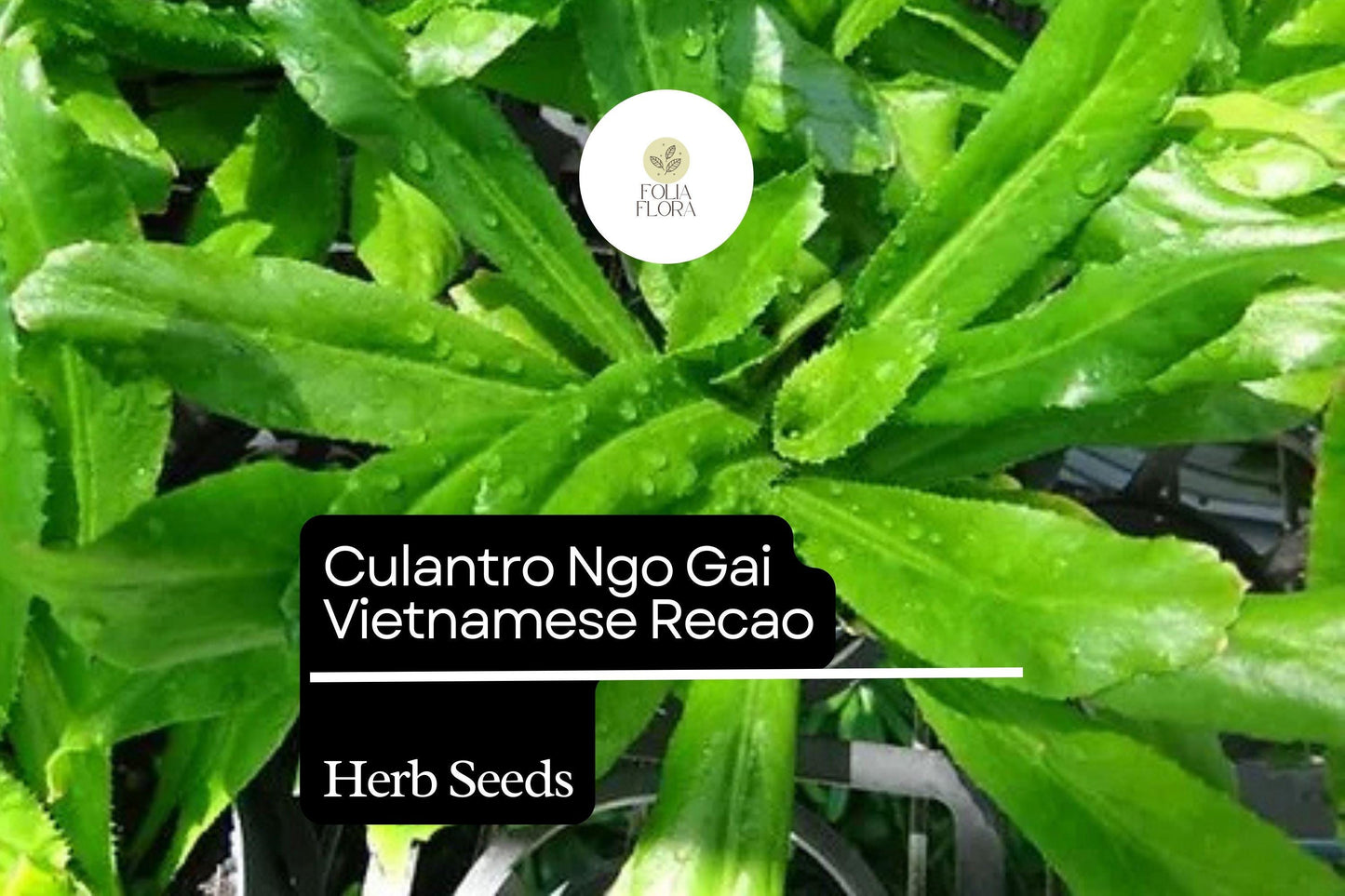 100mg Culantro Seeds Eryngium foetidum Ngo Gai Vietnamese Recao for Planting | Heirloom Herb for Cooking and Garnishing
