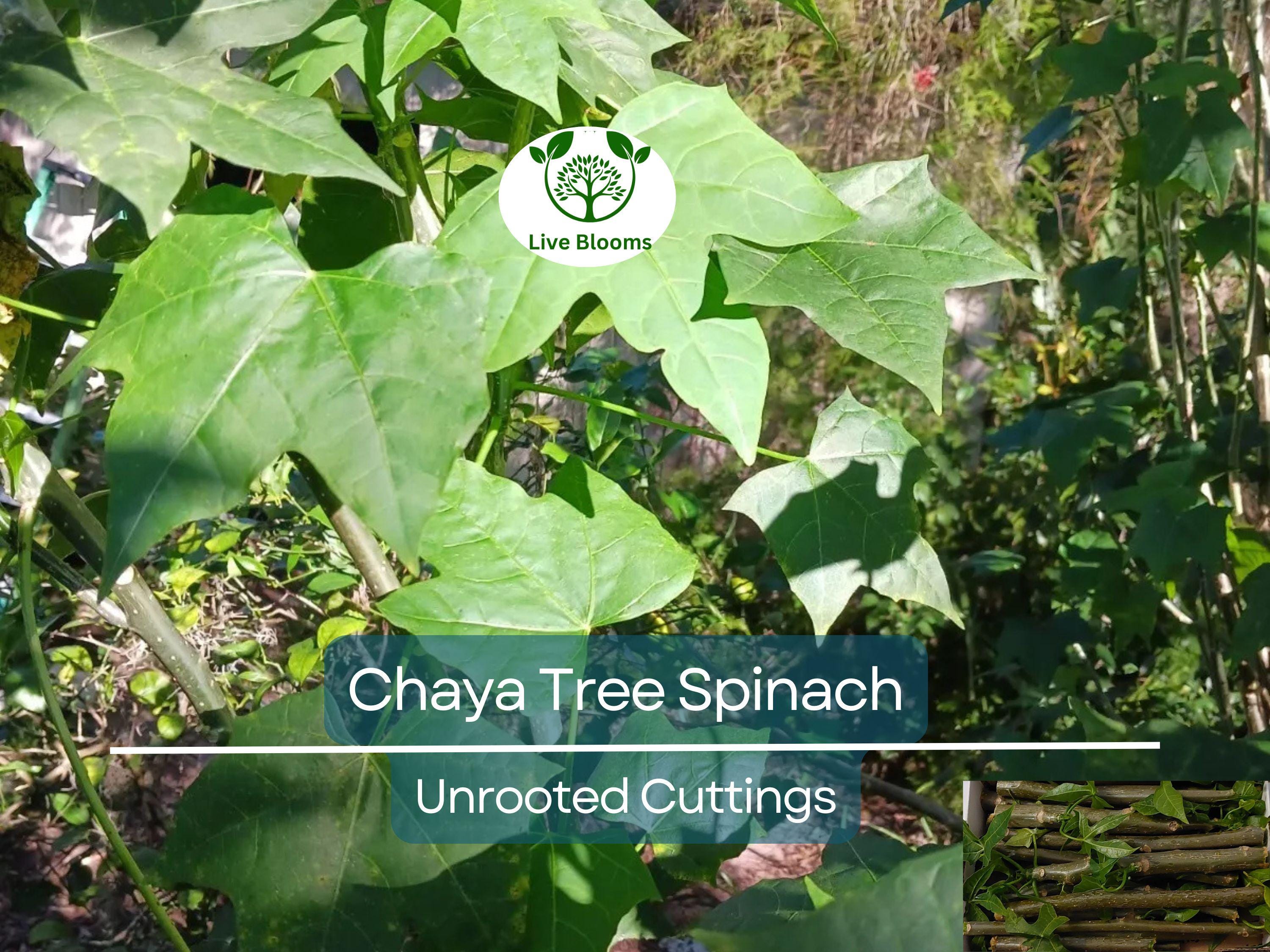 12 Chaya Cuttings Deep Lobed Unrooted 6-8” Long – Edible, Fast-Growing Organic Plant