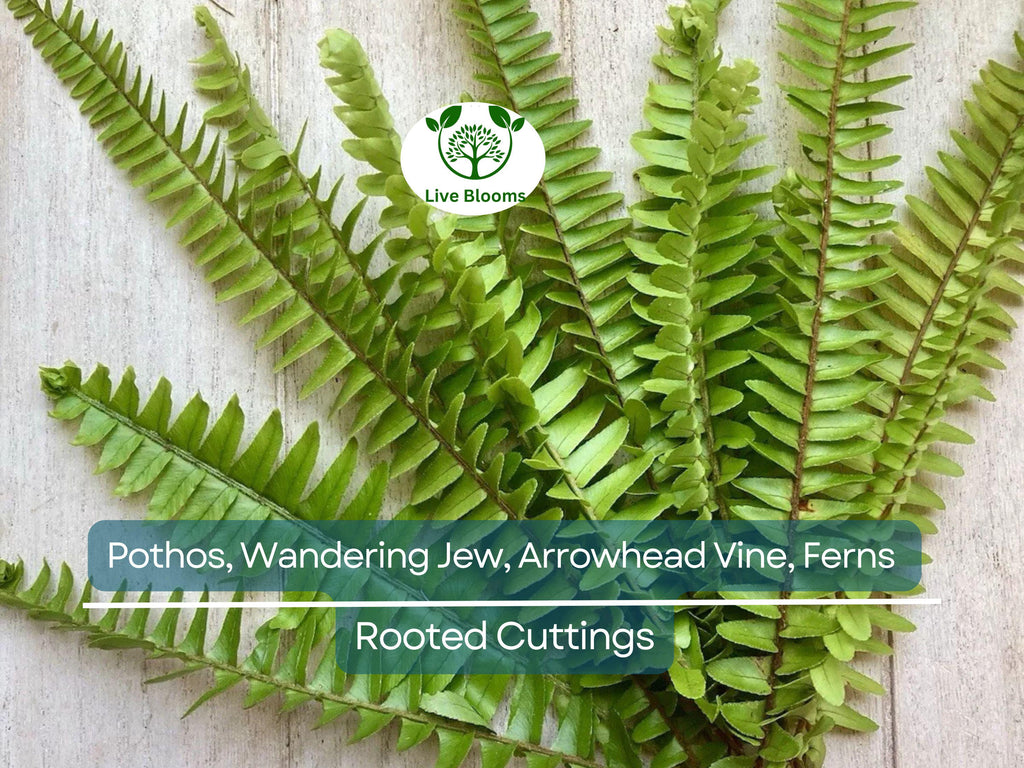 12 Rooted Plant Cuttings (3 Each) - Pothos, Wandering Jew, Arrowhead Vine, Ferns, Easy Care Indoor Plants, Perfect for Propagation