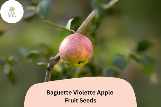 25+ Baguette Violette Apple Seeds | Rare French Heirloom | Malus domestica | Unique Orchard & Garden Planting