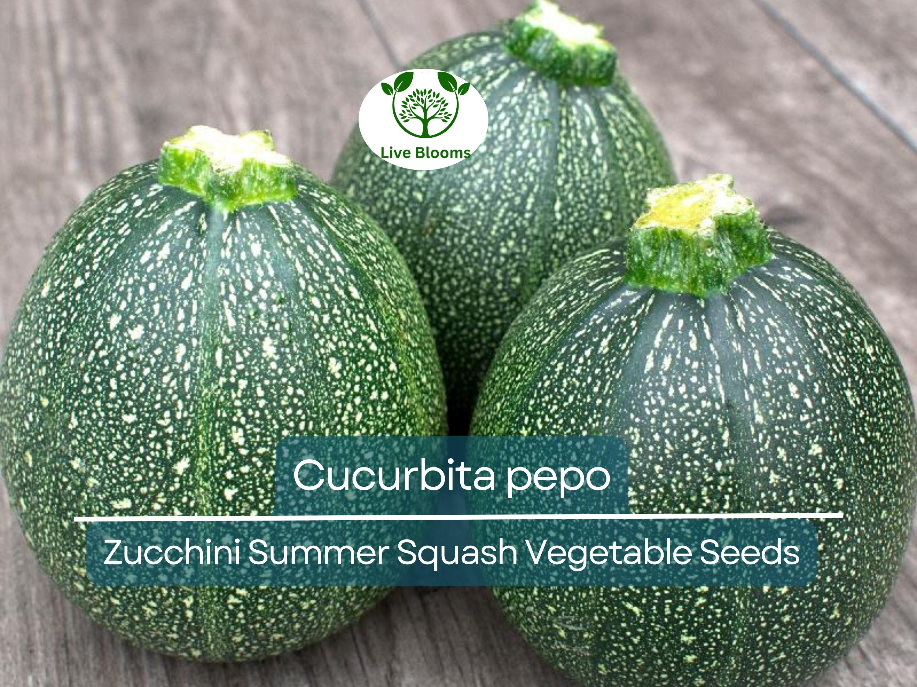 1 Gram Seeds Summer Squash Round Zucchini – Cucurbita pepo | Heirloom Vegetable for Planting, Gardening & Fresh Harvests