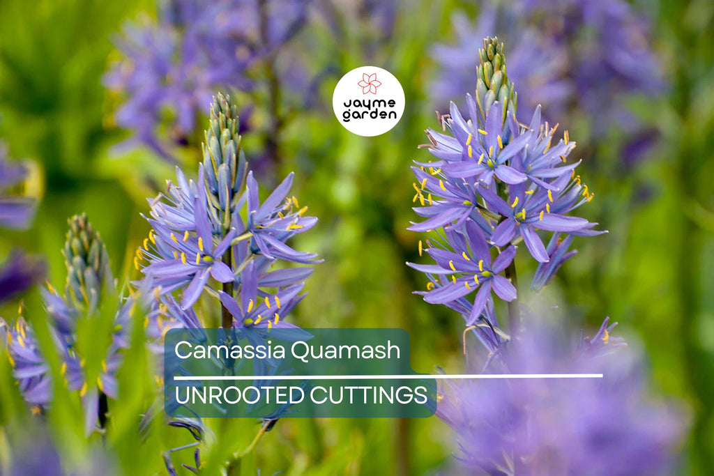 Camassia Quamash Bulbs - 5 Live Flower Bulbs, Deer-Resistant, Lavender-Blue Blooms, USDA Zones 4-8, Easy to Grow