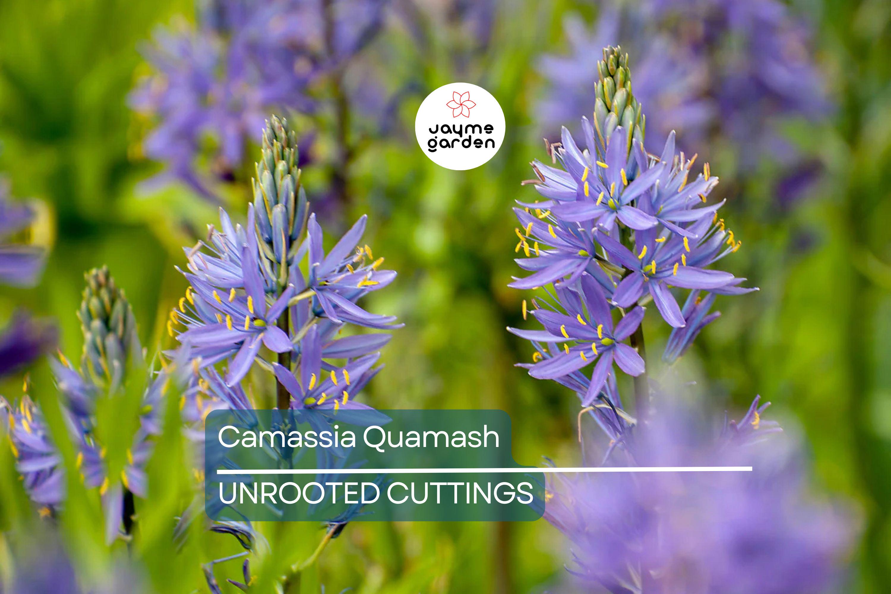Camassia Quamash Bulbs - 5 Live Flower Bulbs, Deer-Resistant, Lavender-Blue Blooms, USDA Zones 4-8, Easy to Grow