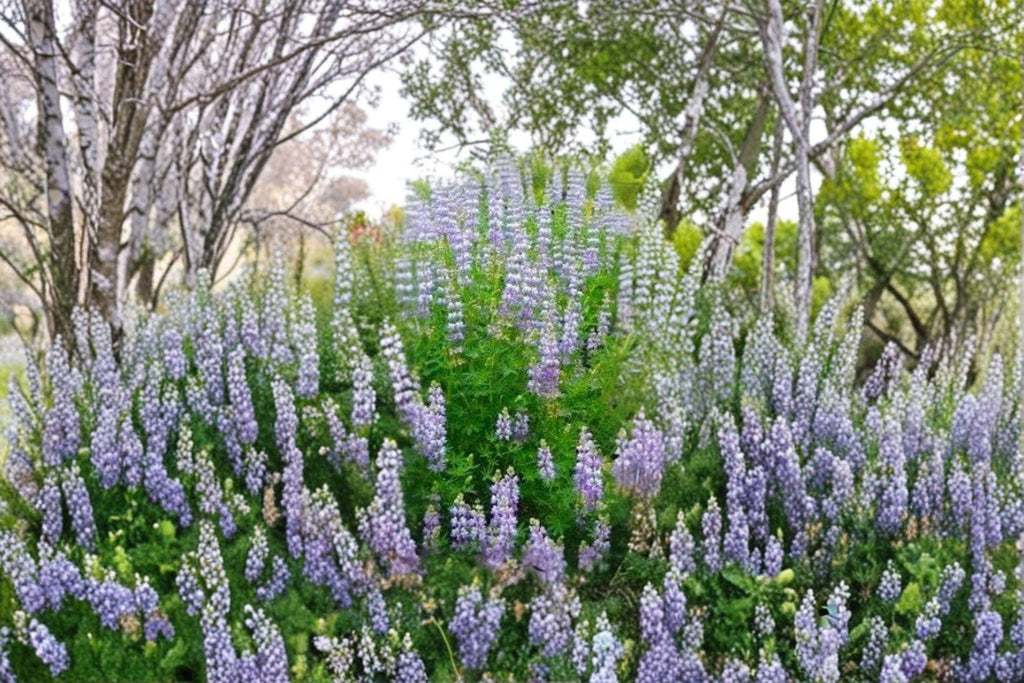 Riverbank Lupine 15 Seeds | Native Pacific Northwest Lupine | Blue-Purple Blooms | Pollinator Friendly Perennial