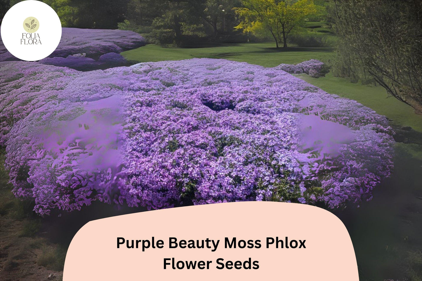 100+ Purple Beauty Moss Phlox Seeds for Garden Planting | Creeping Ground Cover | Phlox subulata | Perennial Flower Seeds