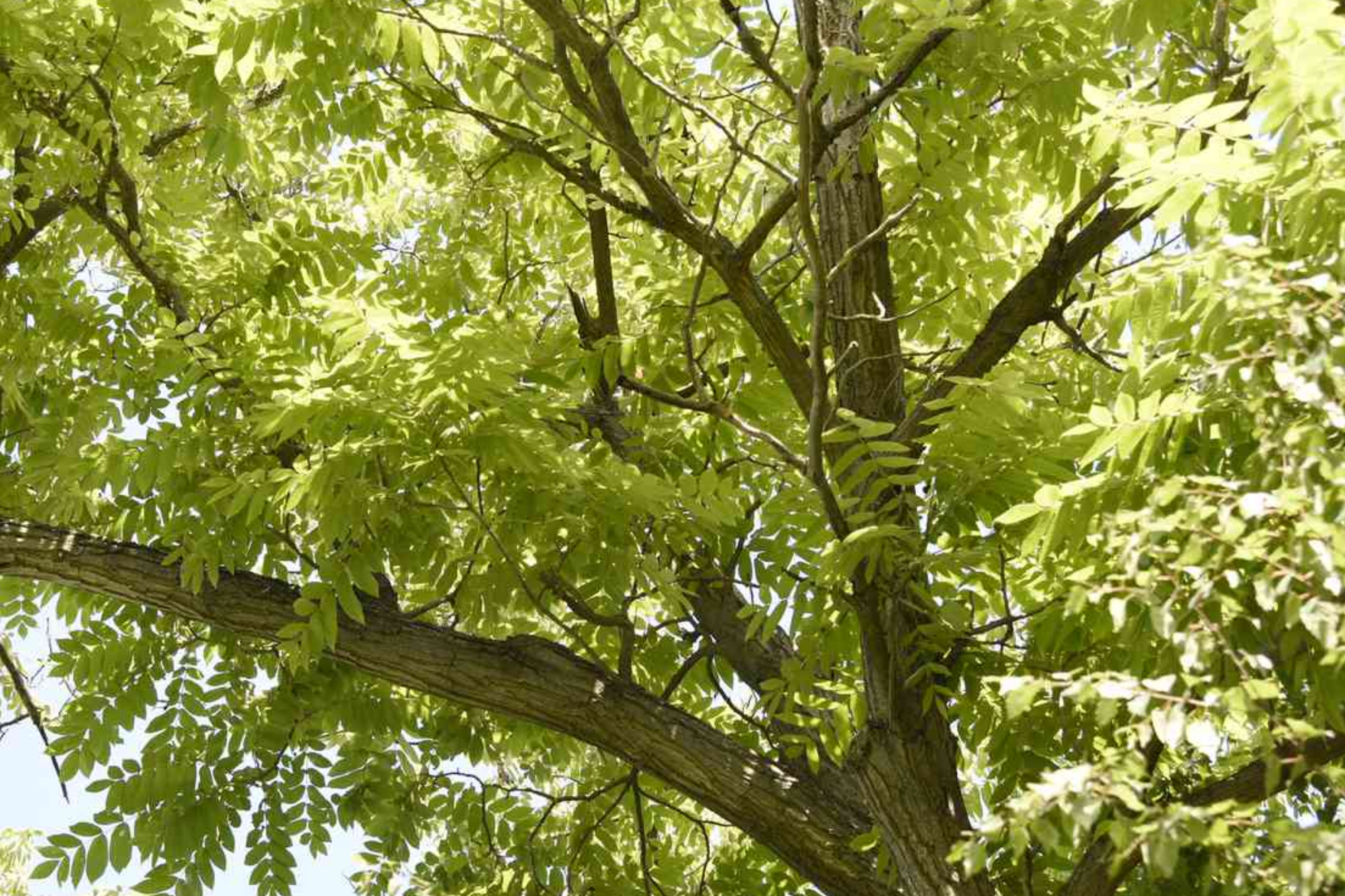 Butternut White Walnut Tree Seedlings - 2 Live Plants, Juglans cinerea, Fast-Growing Shade Tree, Hardy in USDA Zones 3-7