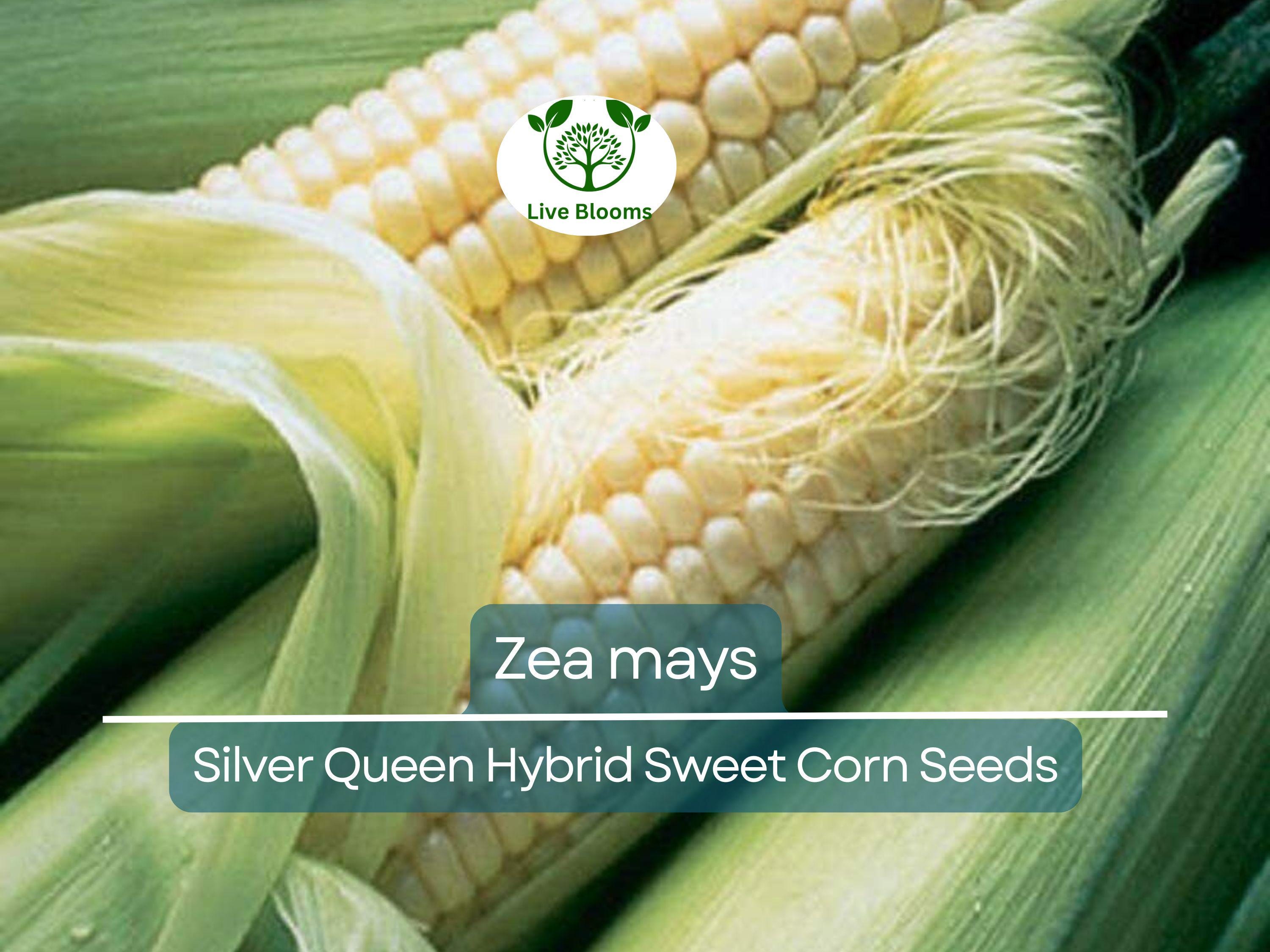 35 Seeds Corn Silver Queen Hybrid Sweet – Zea mays | Heirloom Sweet Corn for Planting, Gardening & Delicious Summer Harvests