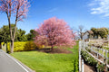 Kwanzan Japanese Cherry 1 Live Tree 1–2 ft Tall (Prunus serrulata ‘Kwanzan’) Pink Flowering Cherry