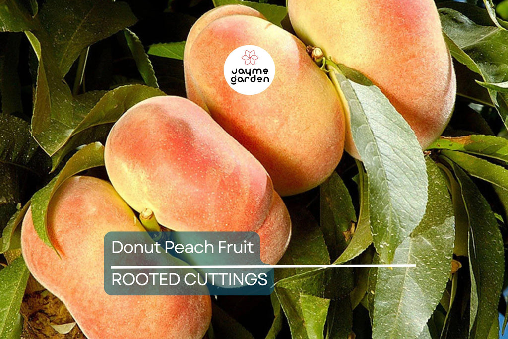 Donut Peach Tree Scion - 6 Premium Cuttings for Grafting, Sweet White Flesh