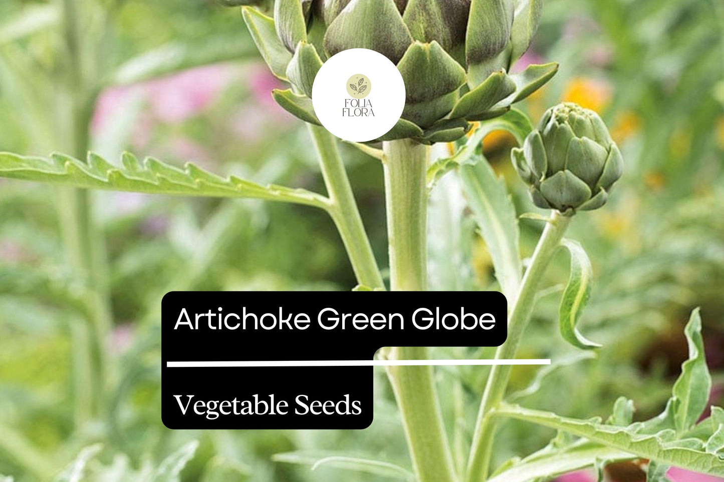 Artichoke Green Globe Seeds - 500mg Heirloom Variety (Cynara scolymus) - Easy to Grow, Edible Perennial Vegetable Plant Seeds