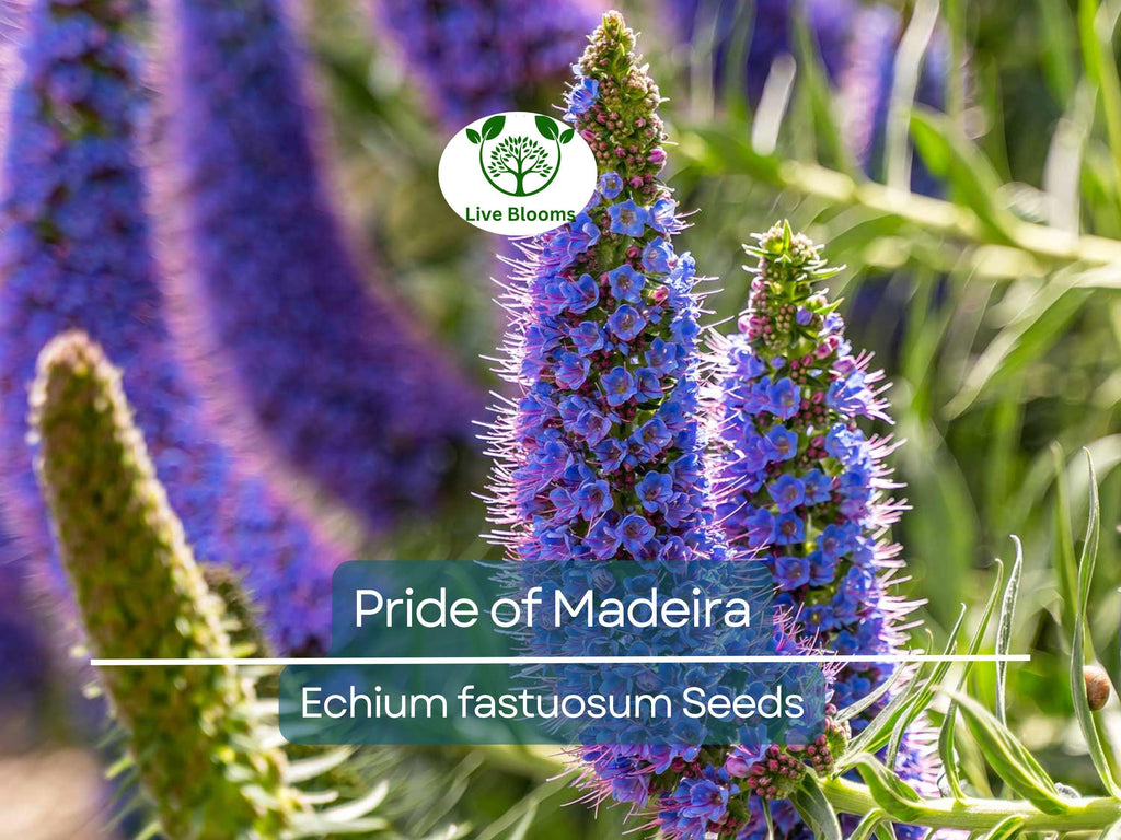 50 Pride of Madeira Seeds (Echium fastuosum) | Blue Bugloss Flowering Plant, Beautiful Blue Blooms, Hardy Shrub, Pollinator-Friendly Garden