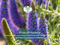 50 Pride of Madeira Seeds (Echium fastuosum) | Blue Bugloss Flowering Plant, Beautiful Blue Blooms, Hardy Shrub, Pollinator-Friendly Garden
