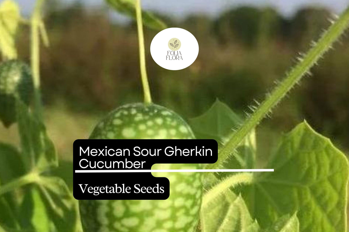 25 Seeds Mexican Sour Gherkin Cucumber (Melothria scabra) – Tiny, Tangy, Heirloom Cucumber