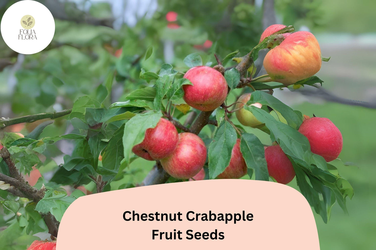 25+ Chestnut Crab Crabapple Seeds | Malus ‘Chestnut Crab’ Ornamental Tree | Pink Blossoms & Red Fall Fruit | Garden Planting