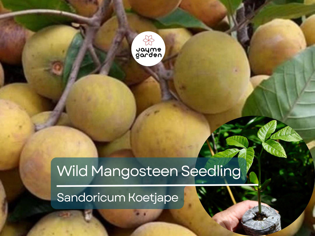 Wild Mangosteen Seedling - Sandoricum Koetjape - Live Tropical Fruit Tree 1’-2’ Tall, Cotton Fruit Starter Plant, Southeast Asian Fruit