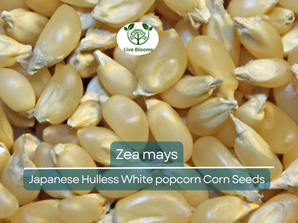 50 Seeds Popcorn Japanese Hulless White Baby Corn - Zea mays | Heirloom Popcorn Seeds for Planting & Homegrown Snacks