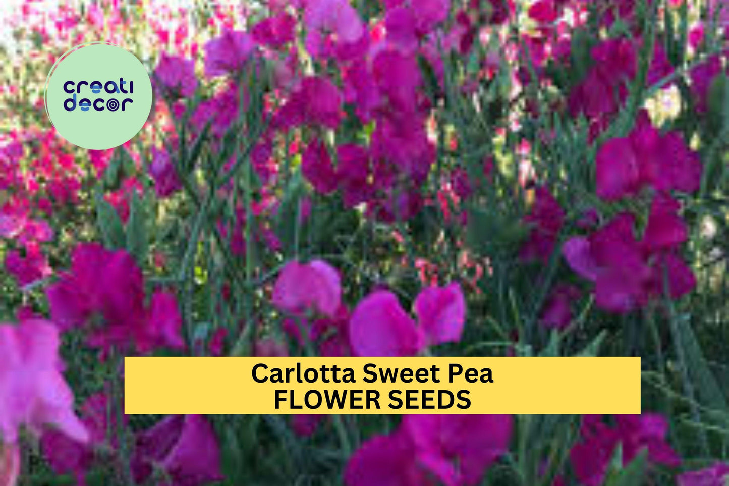 50+ Carlotta Sweet Pea Seeds – Deep Rose Fragrant Blooms for Garden Planting, Climbing Vines for Trellises & Bouquets – USA