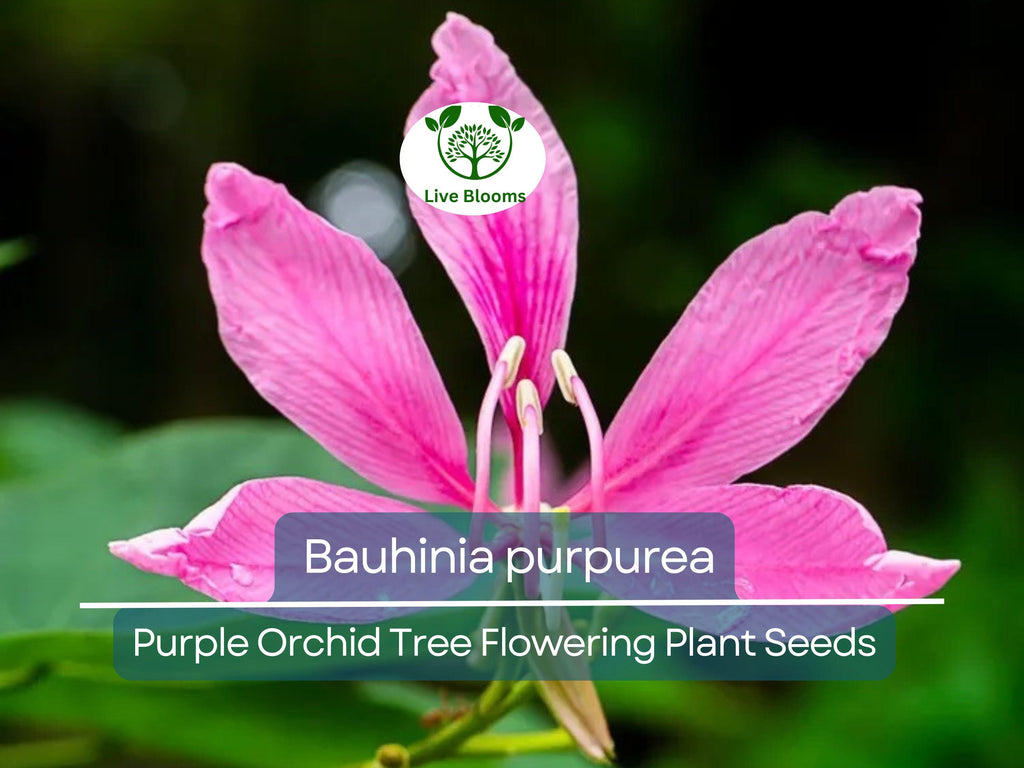 10 Seeds Bauhinia Purpurea – Purple Orchid Tree (Bauhinia purpurea) | Beautiful Flowering Plant for Planting