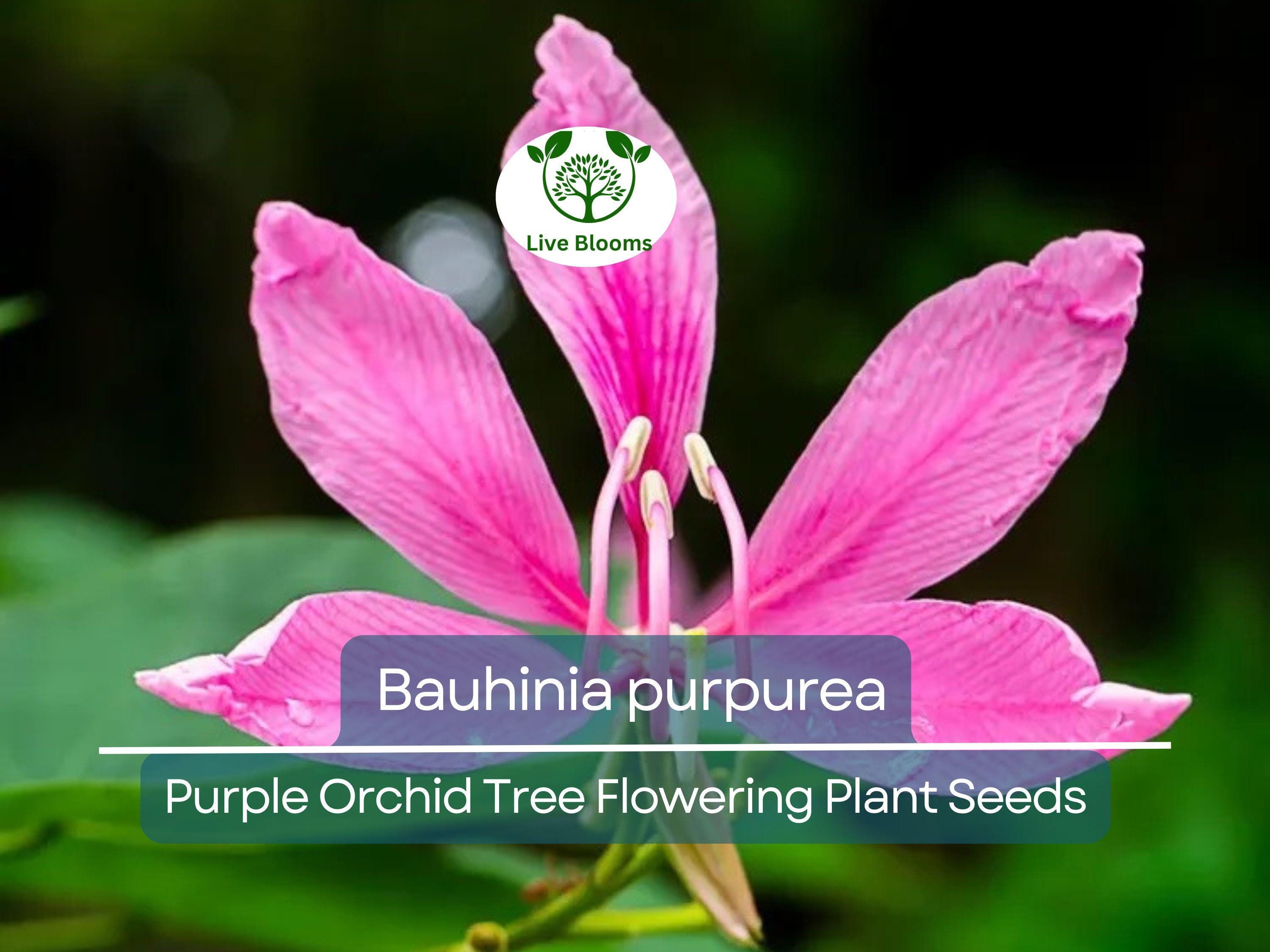 10 Seeds Bauhinia Purpurea – Purple Orchid Tree (Bauhinia purpurea) | Beautiful Flowering Plant for Planting
