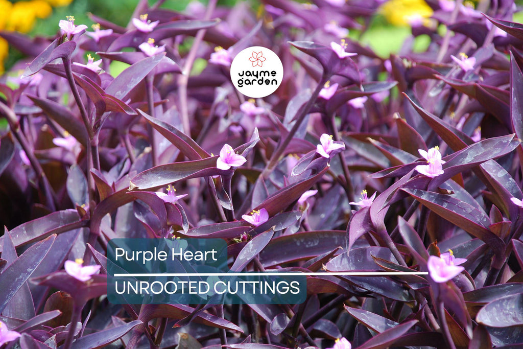 12 Live Purple Heart Plant Cuttings | Wandering Jew (Tradescantia Pallida) | Vibrant Purple Foliage for Indoor/Outdoor Gardens