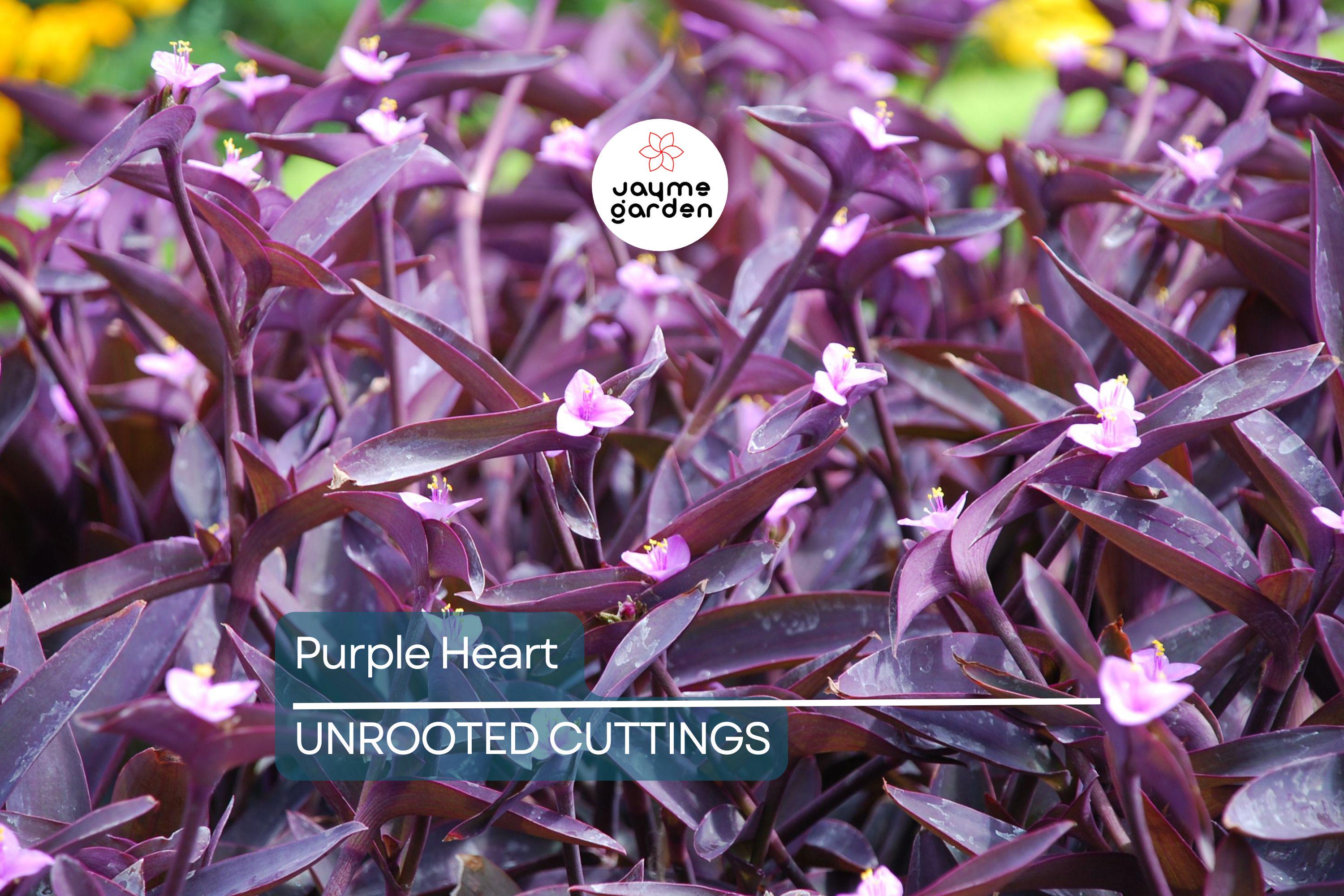 12 Live Purple Heart Plant Cuttings | Wandering Jew (Tradescantia Pallida) | Vibrant Purple Foliage for Indoor/Outdoor Gardens